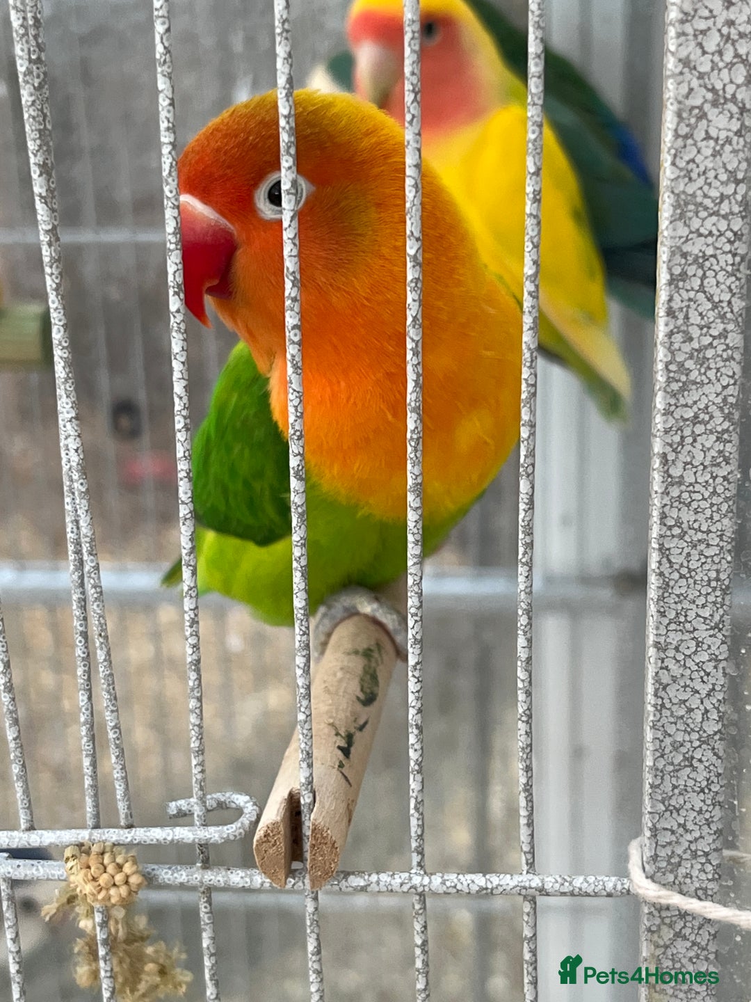 Lovebirds birds for sale: Lovebirds for sale  - Advert 7