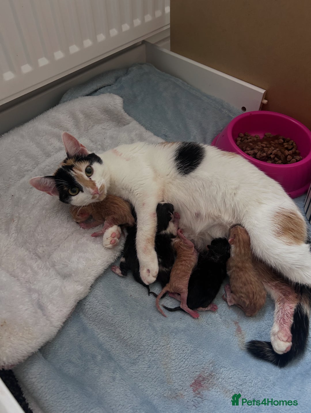 British Shorthair cats for sale: 1 female kitten. Ready to leave  - Advert 3