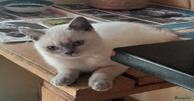 British Shorthair cats in Clacton-on-Sea - Advert 4