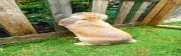 French Lop rabbits for sale: Beautiful female French Lop - Advert 4