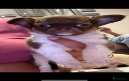 Chihuahua dogs for sale:  ❤️ K.C Registered Fluffy chocolate baby’s 🥰 - Image 7