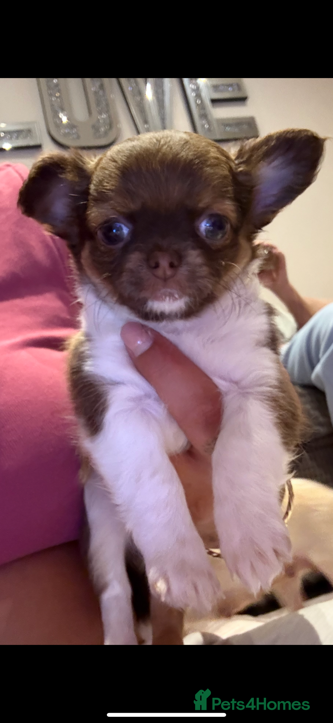 Chihuahua dogs for sale:  ❤️ K.C Registered Fluffy chocolate baby’s 🥰 - Image 7