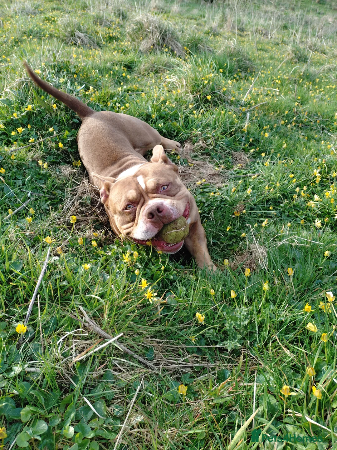 American Bully dogs for stud: Pocket Bully for Stud  in Plymouth - Advert 4