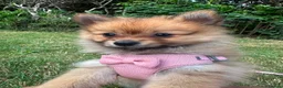 Pomeranian dogs for sale: Beautiful Orange Pomeranian FemalE - Advert 1