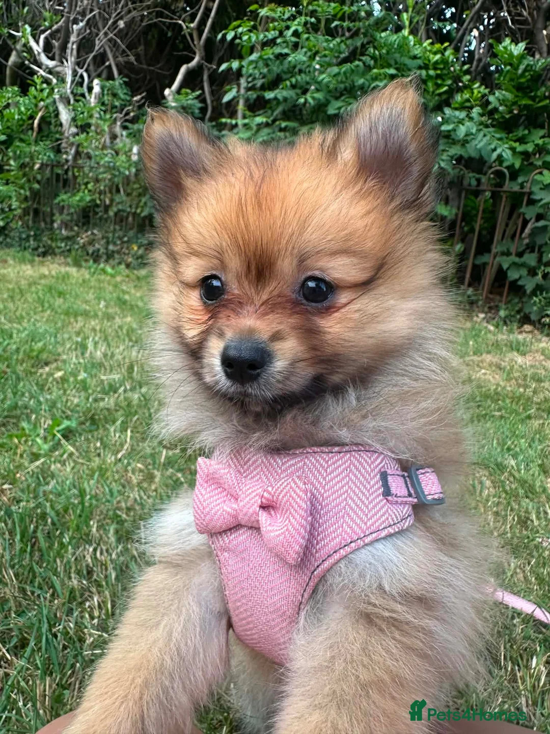 Pomeranian dogs for sale: Beautiful Orange Pomeranian FemalE - Advert 1