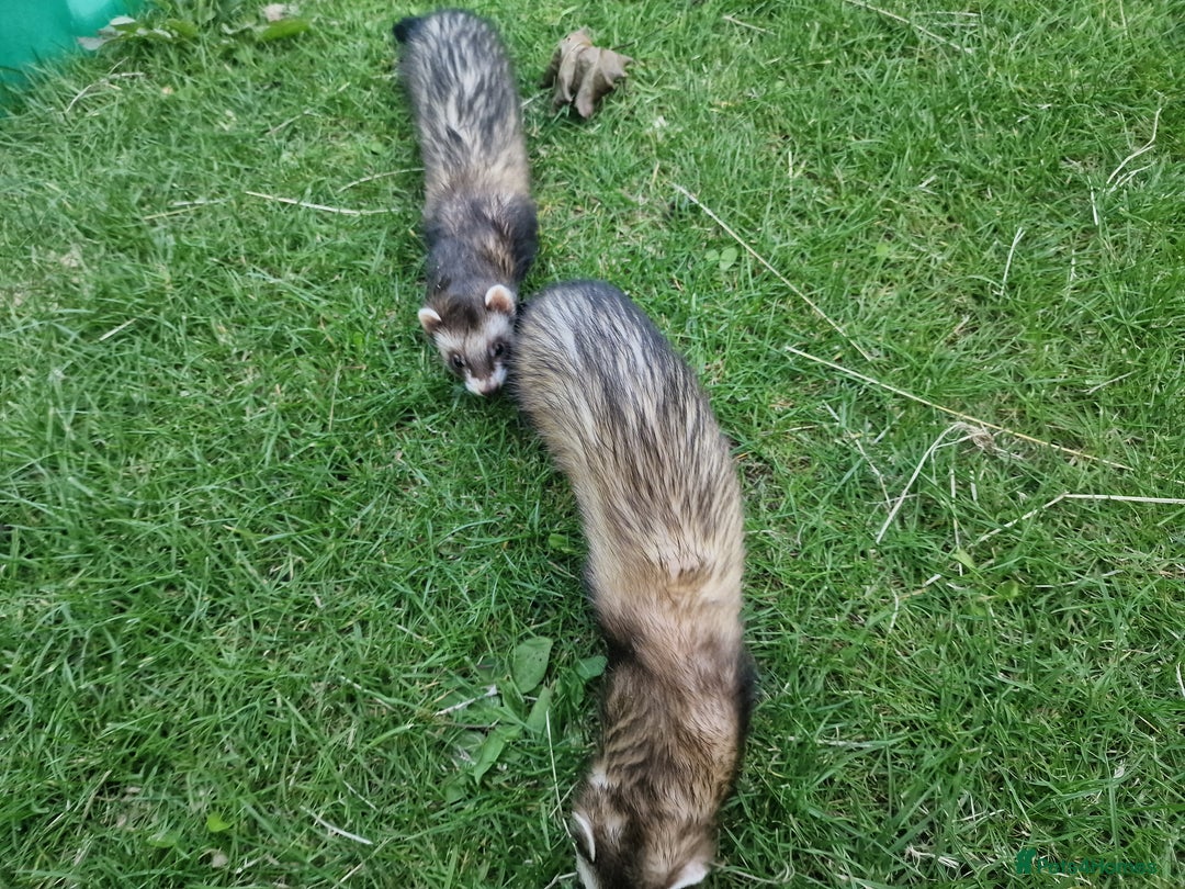 Ferret rodents for sale: 2 female polecat ferrets - Image 3