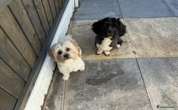 Lhasa Apso dogs - Advert 1