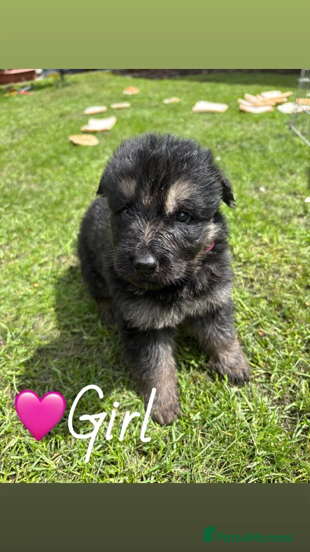 German Shepherd dogs for sale: 10 beautiful German shepherd pups. - Advert 1