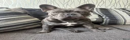 French Bulldog dogs for stud: Blue french bull dog Available for STUD - Advert 5