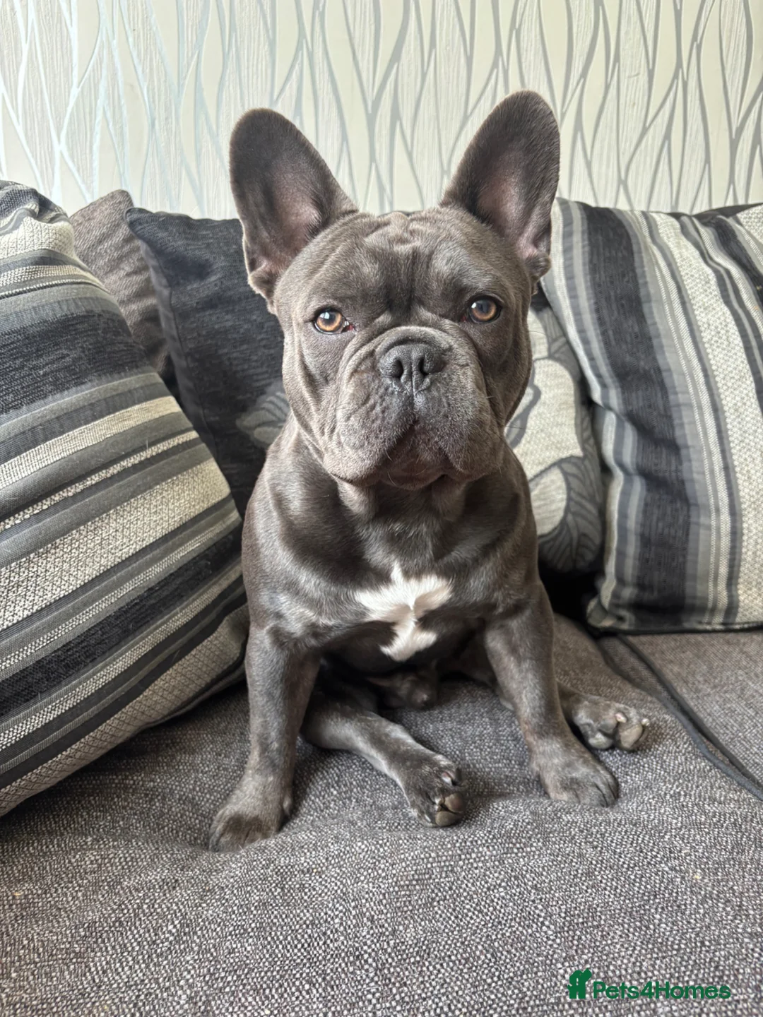 French Bulldog dogs for stud: Blue french bull dog Available for STUD - Advert 5