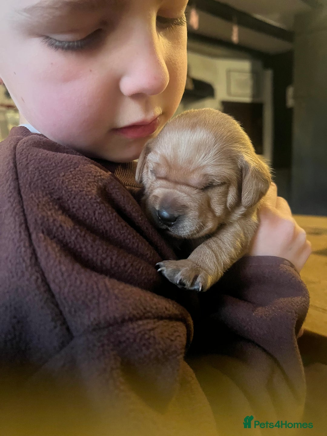 Labrador Retriever dogs for sale: Pedigree KCRegistered Labrador Pups-FoxRed & Black - Advert 11