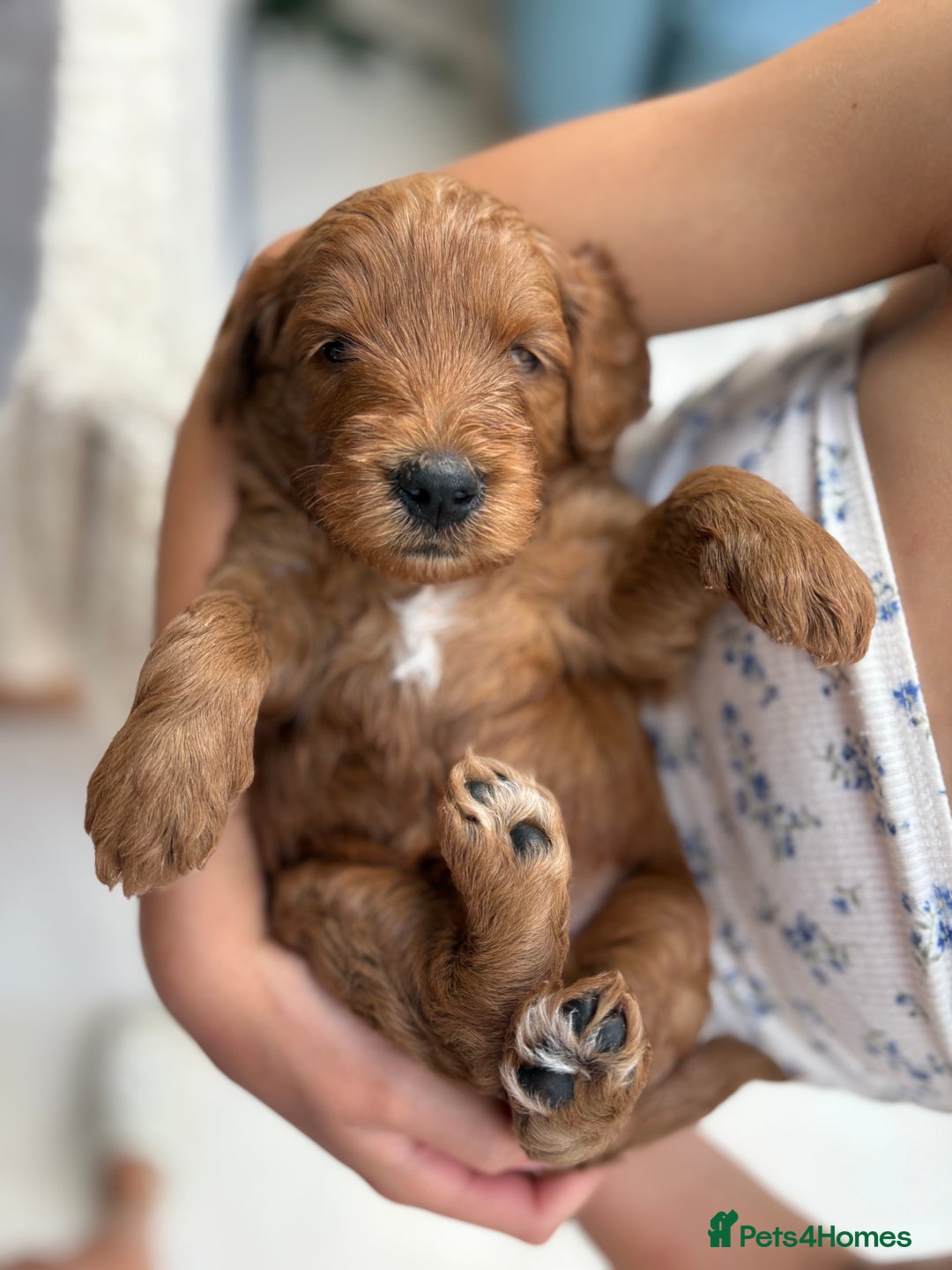 Goldendoodle dogs for sale: Stunning F2B Goldendoodles - Image 9