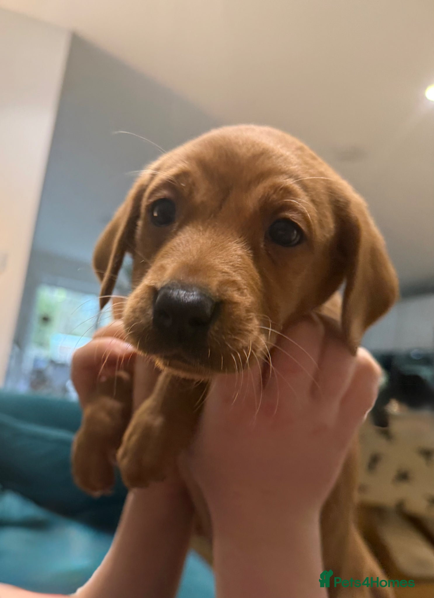 Labrador Retriever dogs Chunky Fox Red Pure Labradors  - Advert 4