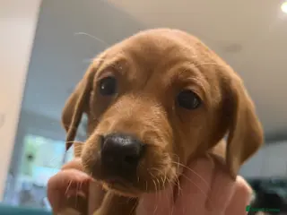 Labrador Retriever dogs Chunky Fox Red Pure Labradors - Advert 4