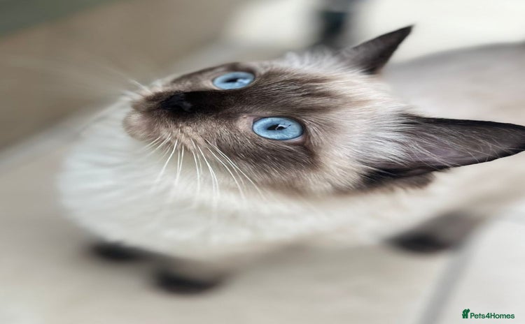 Ragdoll cats - Advert 16