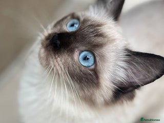 Ragdoll cats - Advert 9