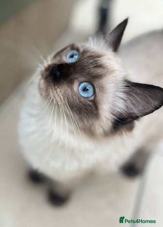 Ragdoll cats - Advert 12