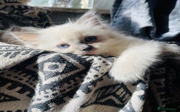 Ragdoll cats for sale: Ragdoll kittens - Image 4