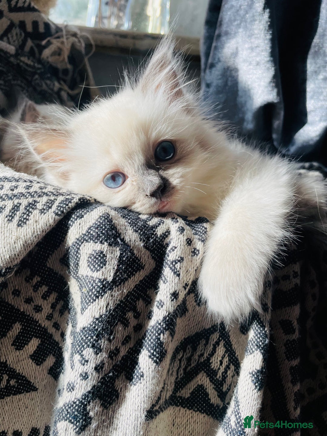 Ragdoll cats for sale: Ragdoll kittens - Image 4