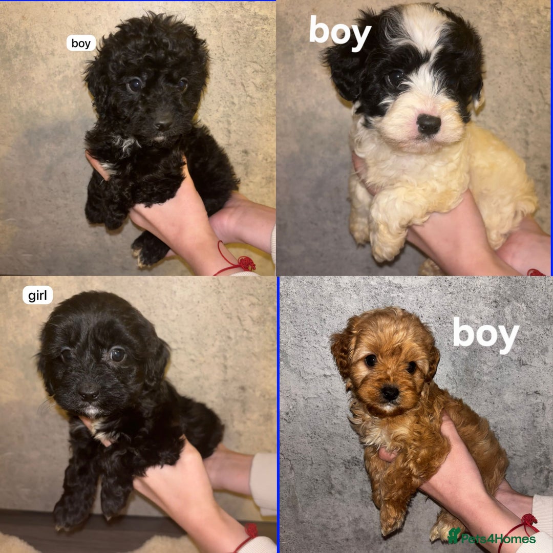 Cavapoo dogs for sale: CAVAPOO PUPPIES  - Advert 1