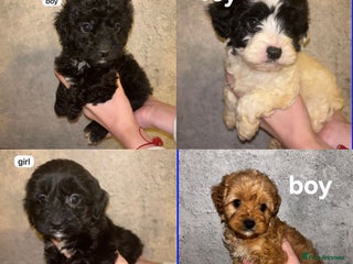 Cavapoo dogs CAVAPOO PUPPIES - Advert 1