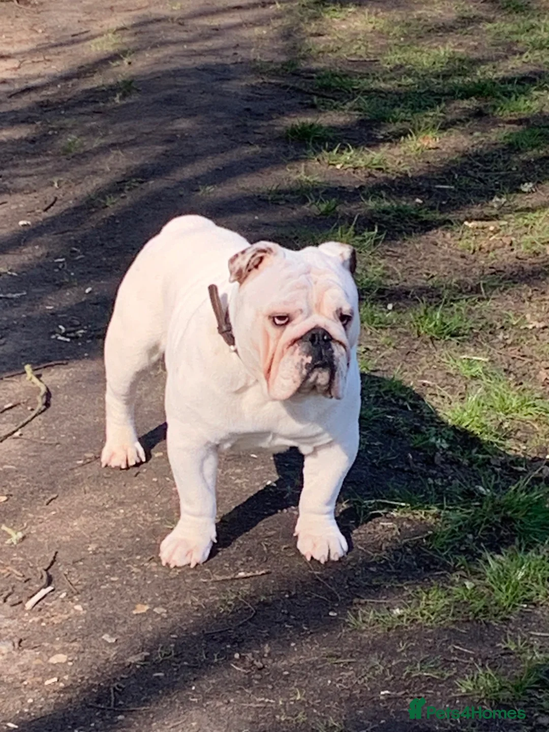 English Bulldog dogs for stud: English bulldog for stud in Yateley - Advert 8