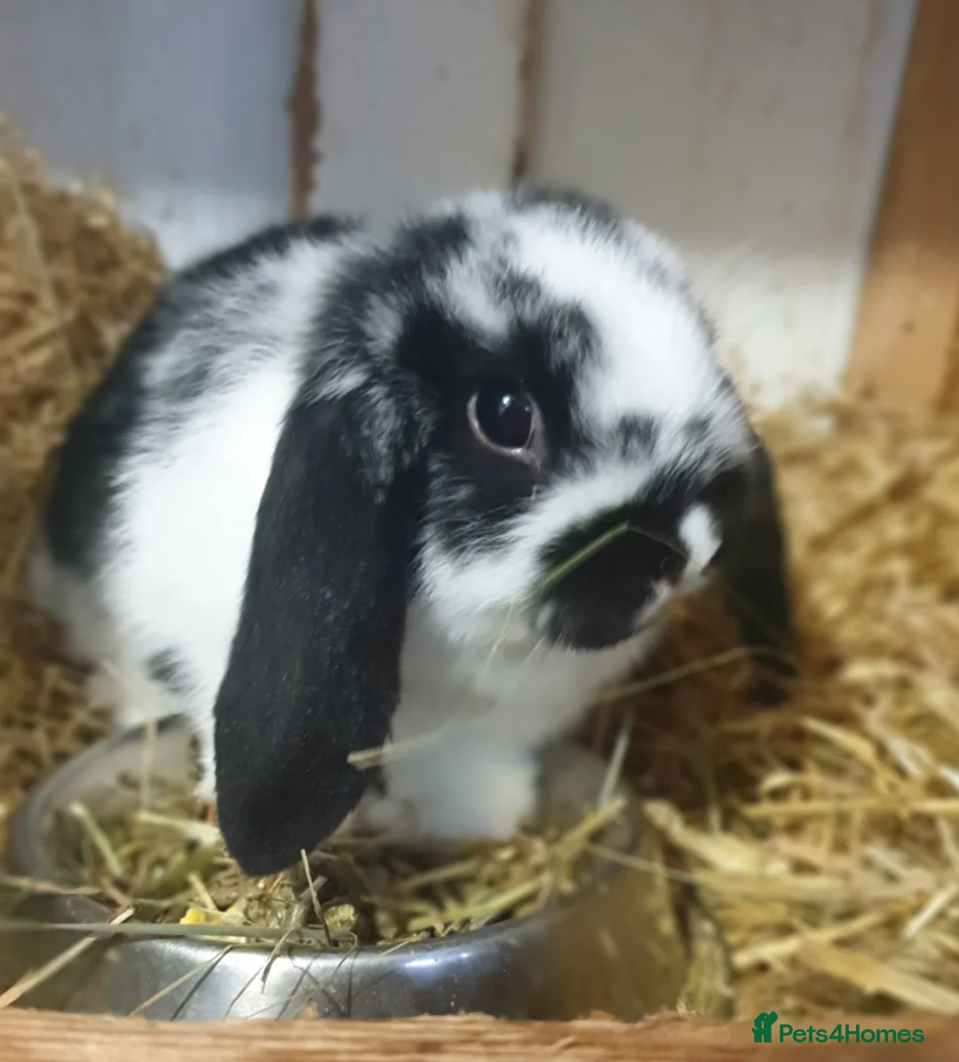 Mini Lop rabbits for sale: Super friendly minilop  in Cardiff - Advert 2