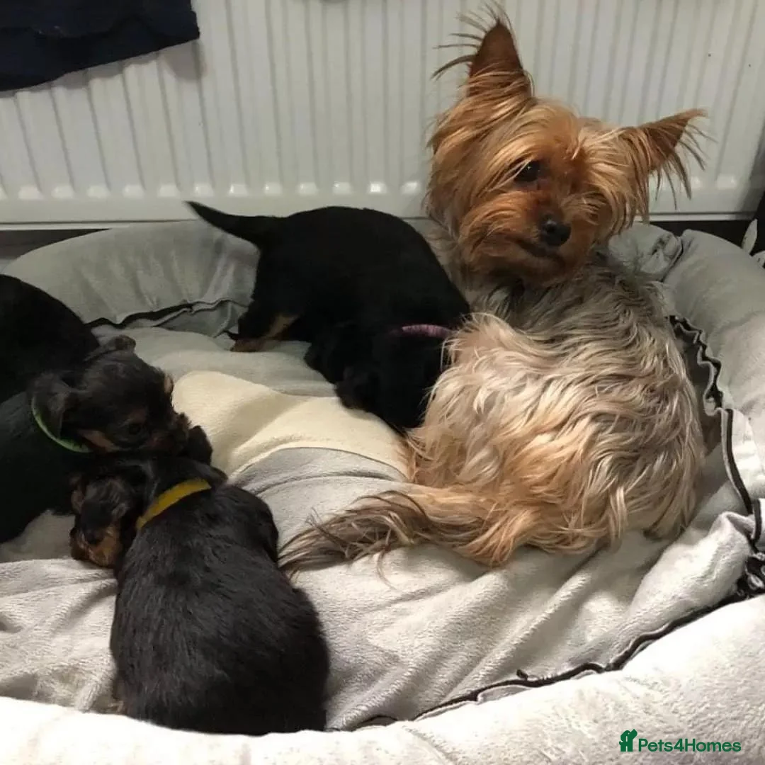 Yorkshire Terrier dogs for sale: Wavy coats yorkshire terrier - Advert 1