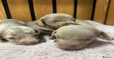 Miniature Dachshund dogs - Advert 2