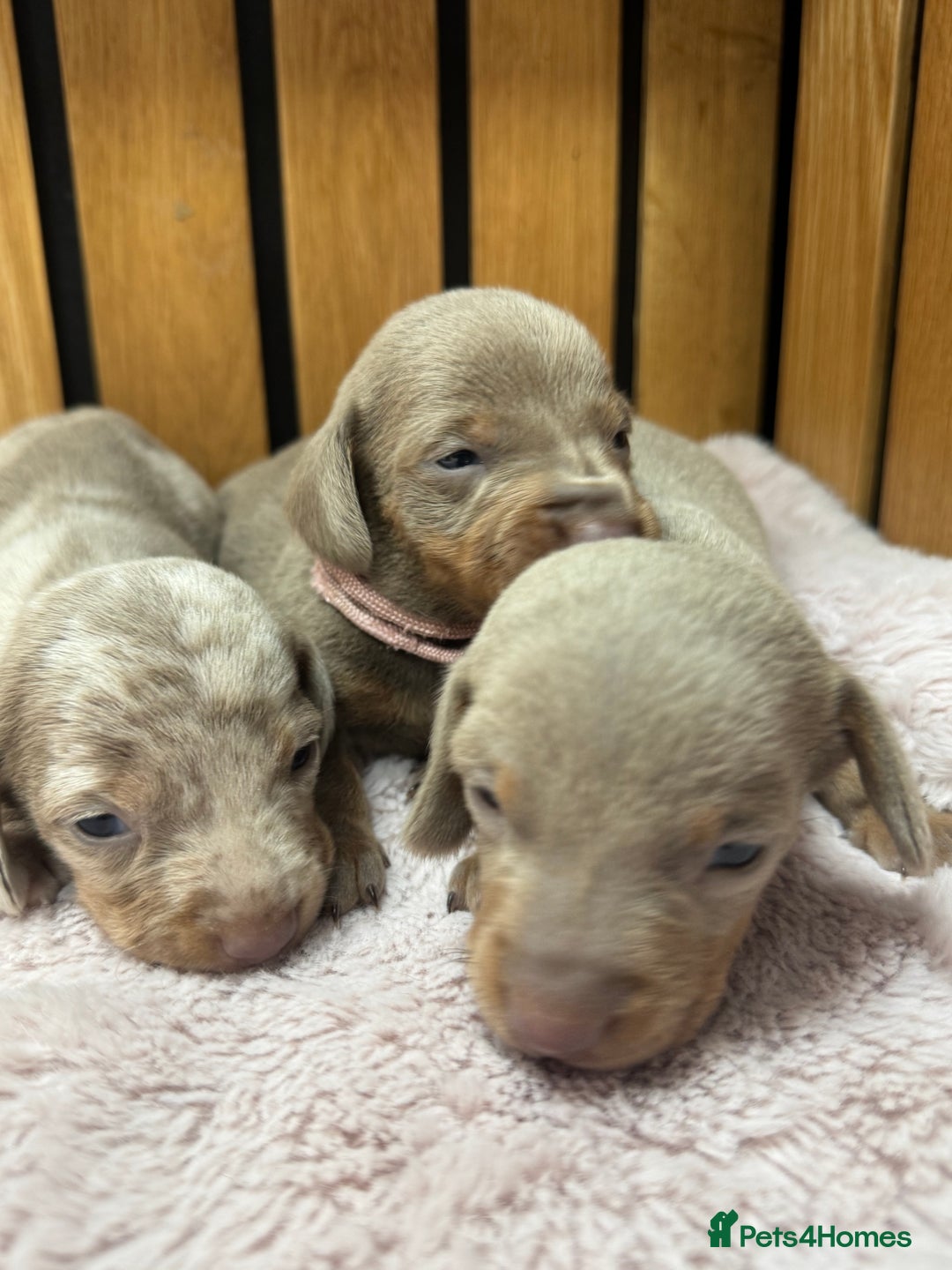 Miniature Dachshund dogs for sale: 5⭐️ Licensed. Kc registered tiny mini Daxis  - Image 2