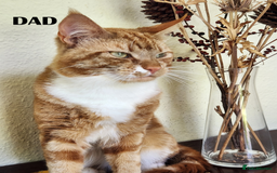 Mixed Breed cats for sale: Maine Coon/Norwegian Forest/British Shorthair X - Image 7