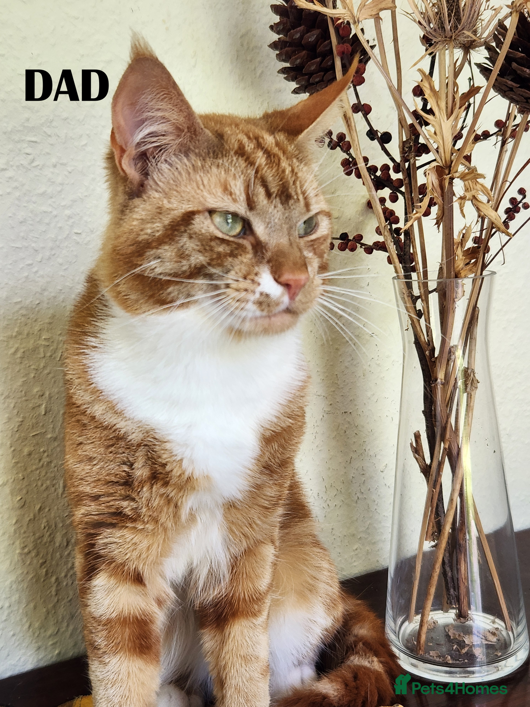 Mixed Breed cats for sale: Maine Coon/Norwegian Forest/British Shorthair X - Image 7