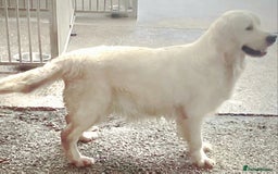 Golden Retriever dogs for sale: INTERNATIONAL PEDIGREE MOST HEALTH TESTED LITTER. - Image 2
