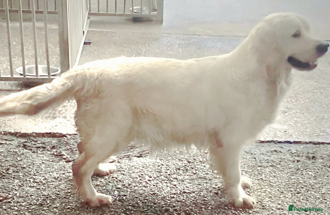 Golden Retriever dogs for sale: INTERNATIONAL PEDIGREE MOST HEALTH TESTED LITTER. - Image 2