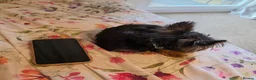 Yorkshire Terrier dogs for sale: 🐾Adorable Yorkshire Terrier Male–18 Months Old🐾 - Advert 2