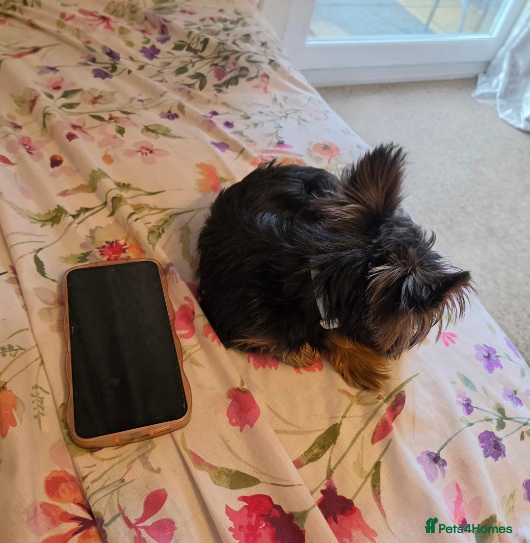 Yorkshire Terrier dogs for sale: 🐾Adorable Yorkshire Terrier Male–18 Months Old🐾 - Advert 2