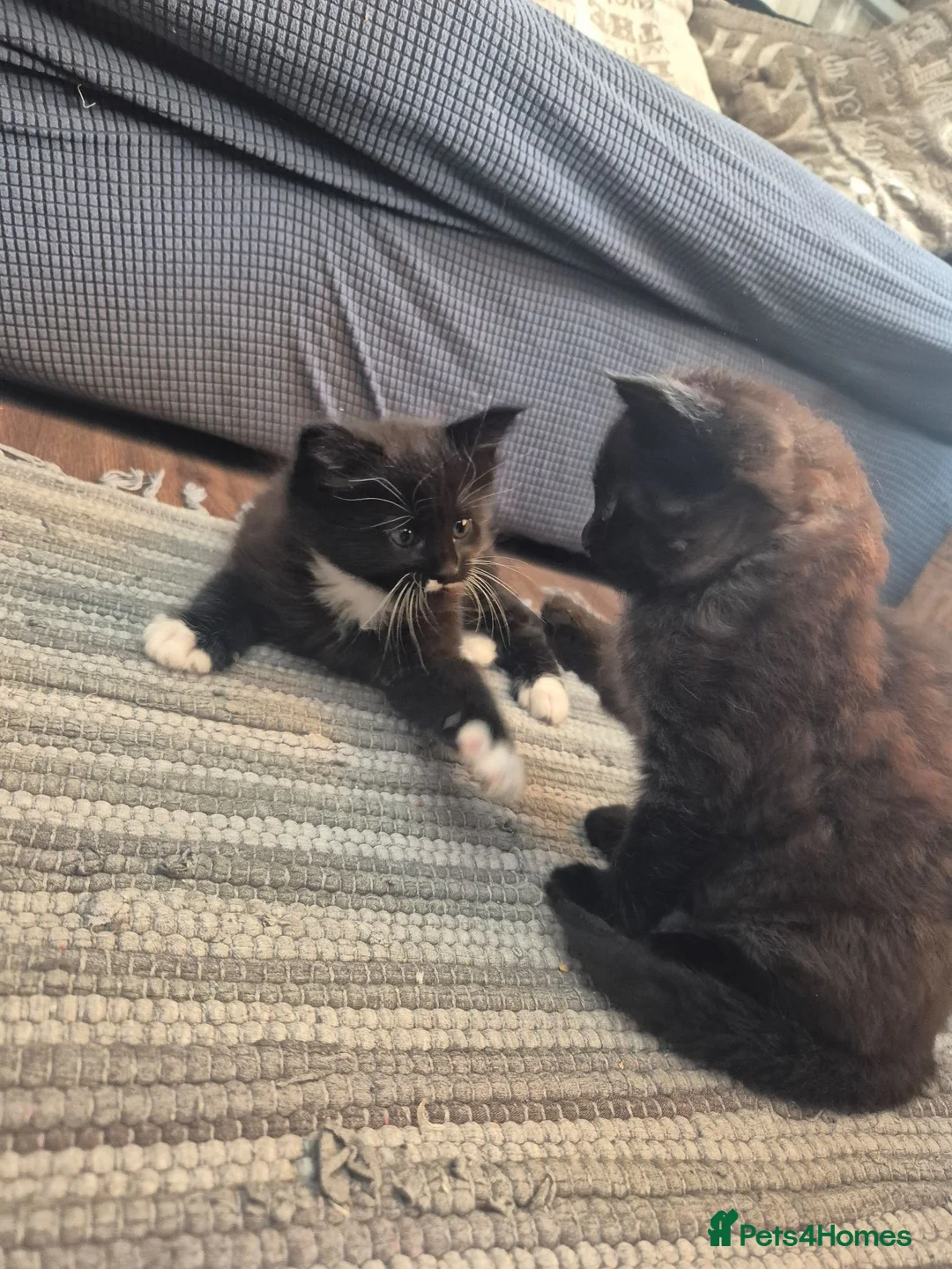 Mixed Breed cats for sale: 2 male tabby kittens - Advert 2