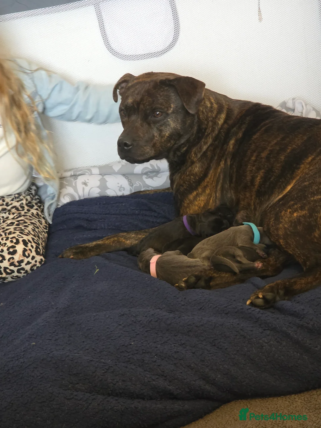 Staffordshire Bull Terrier dogs for sale: Staffy pups - Advert 2