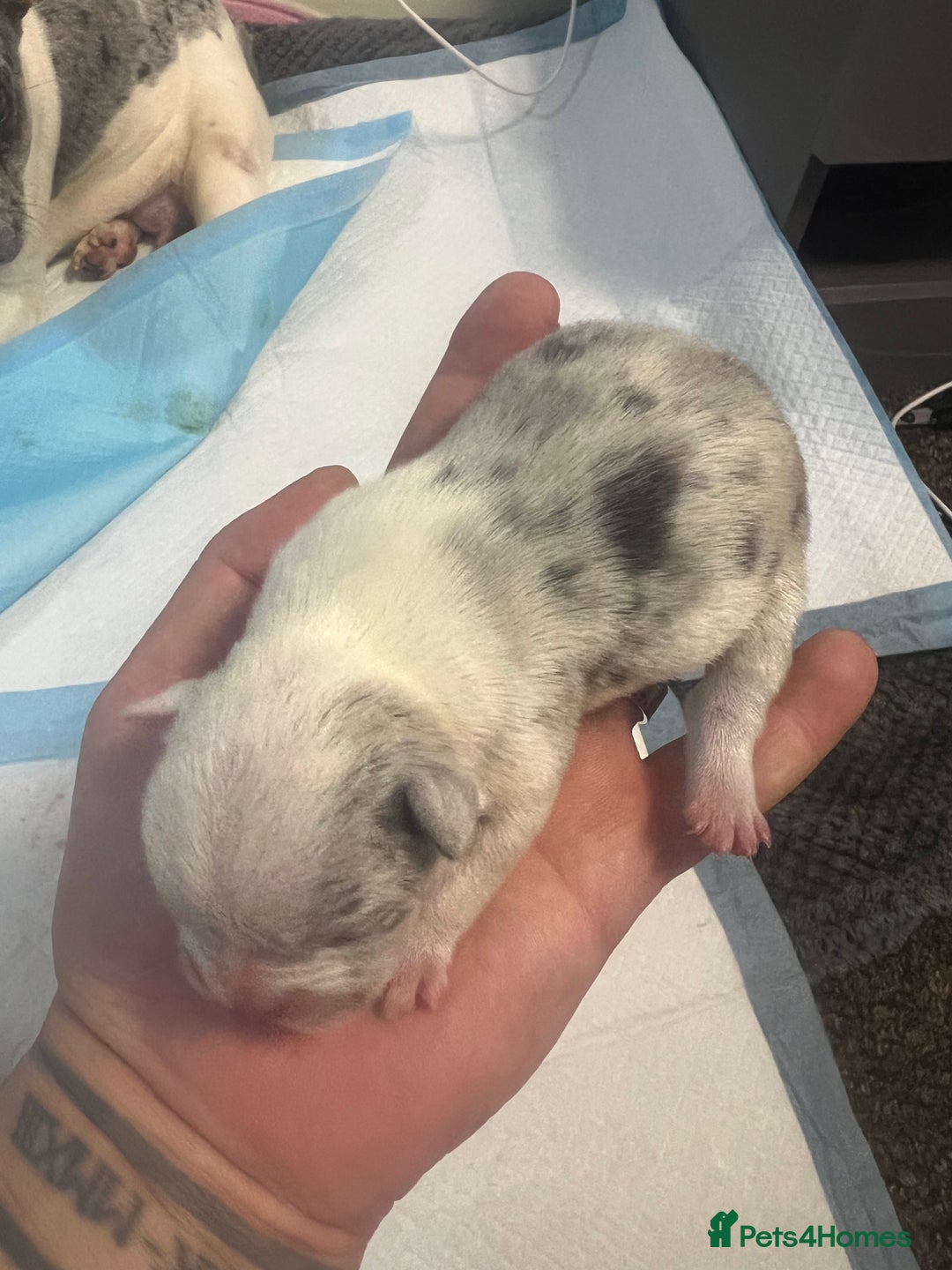 French Bulldog dogs for sale: French puppy  - Advert 2