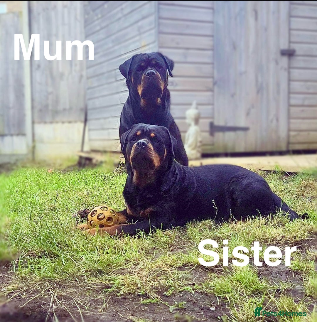 Rottweiler dogs for sale: 🏆(Kc)Champion bloodline Rottweiler puppies. - Image 24