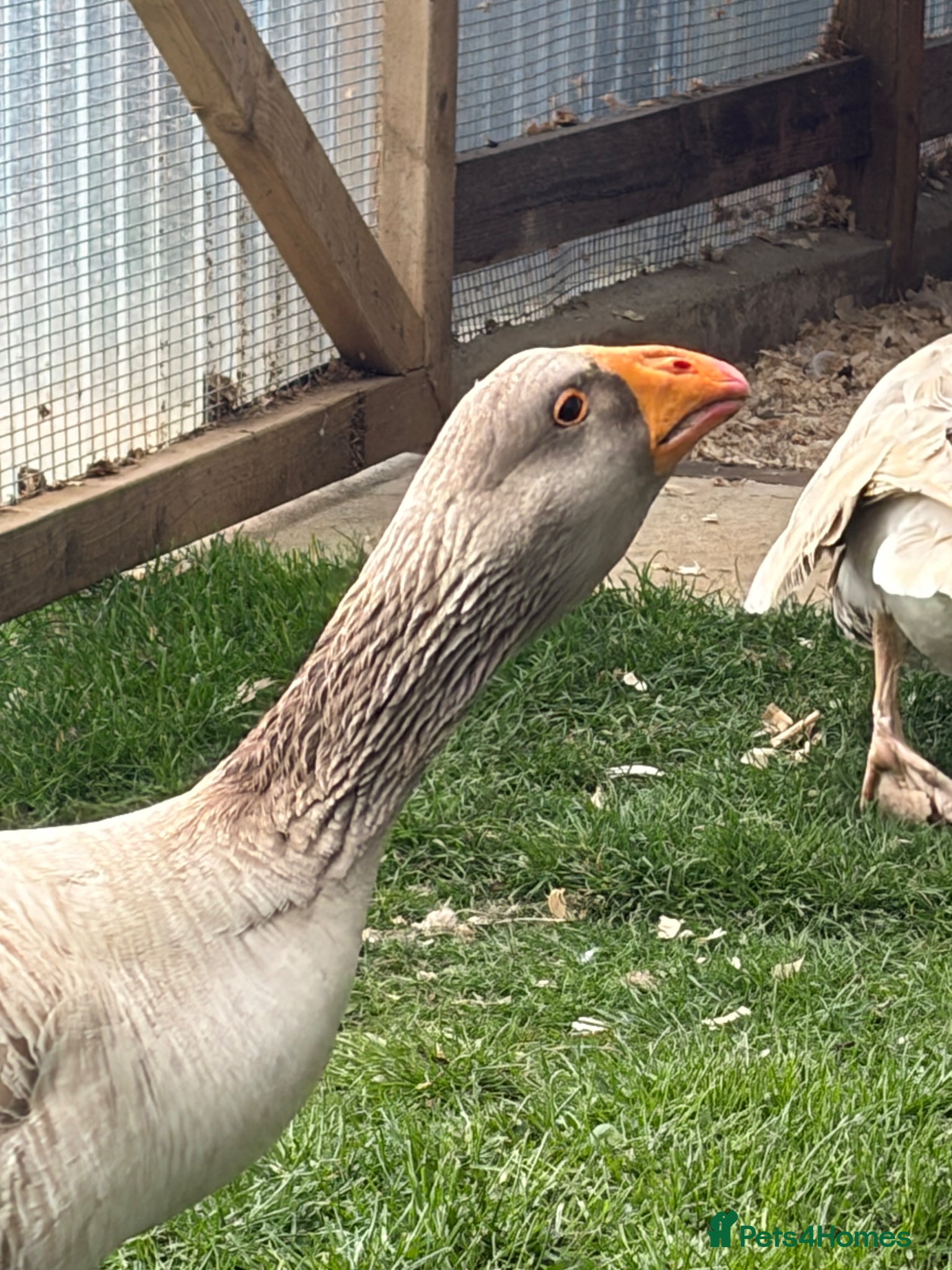 Geese poultry Russian Tula geese (trio) - Advert 6