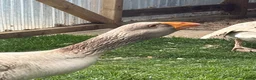 Geese poultry for sale: Russian Tula geese (trio) in Devizes - Advert 1