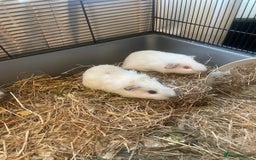 Guinea Pig rodents for sale: 5 Baby Guinea Pigs - Advert 1