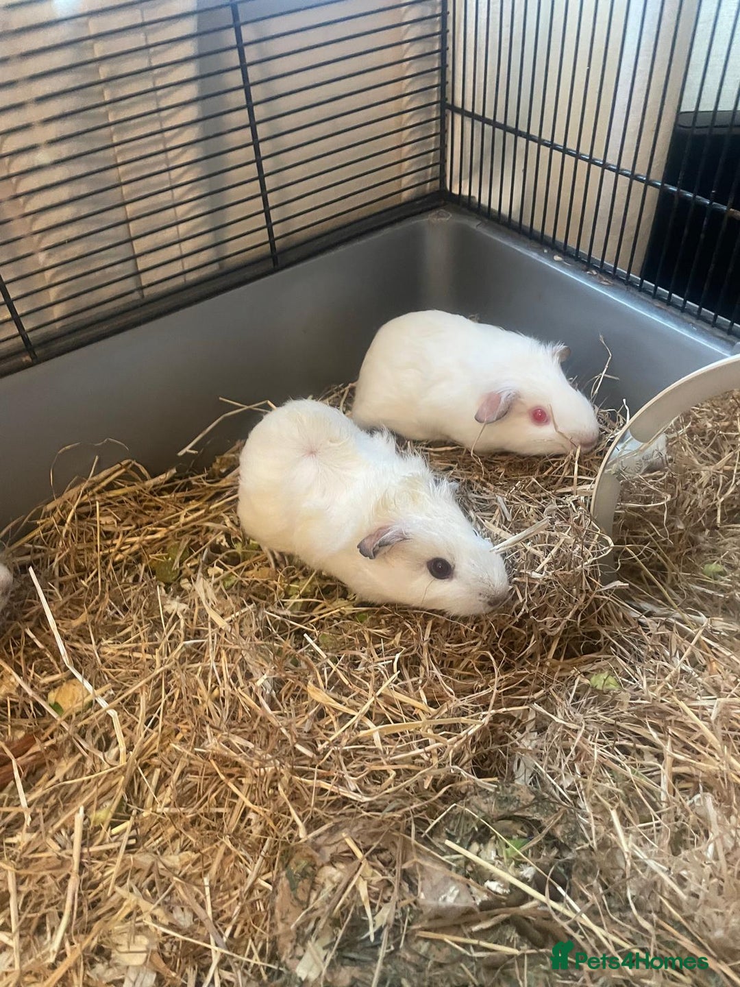 Guinea Pig rodents for sale: 5 Baby Guinea Pigs - Advert 1