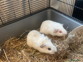 Guinea Pig rodents 5 Baby Guinea Pigs - Advert 2