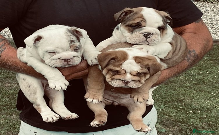 English Bulldog dogs - Advert 2
