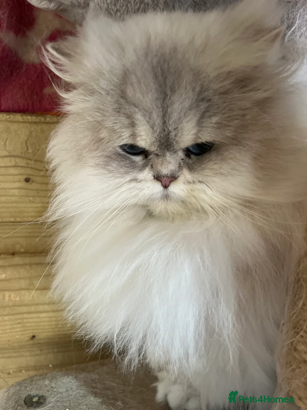 British Longhair cats for sale: Adult female British Longhair - Advert 1