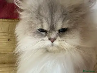 British Longhair cats Adult female British Longhair - Advert 16