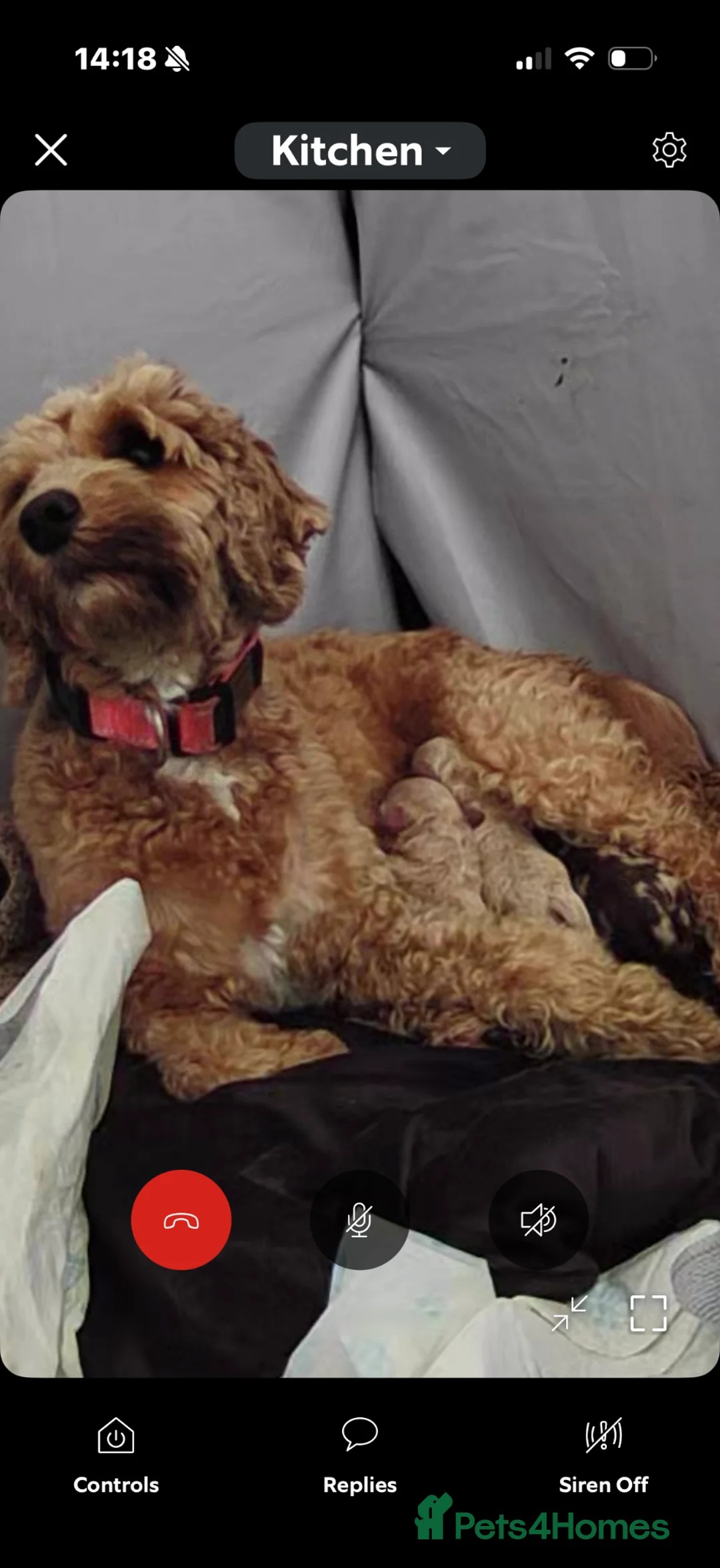 Cockapoo dogs for sale: Cockapoos  - Advert 1