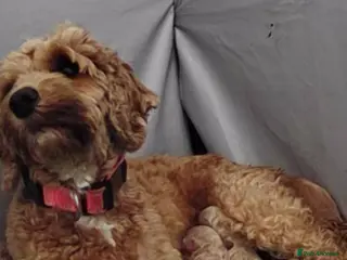 Cockapoo dogs Cockapoos - Advert 18